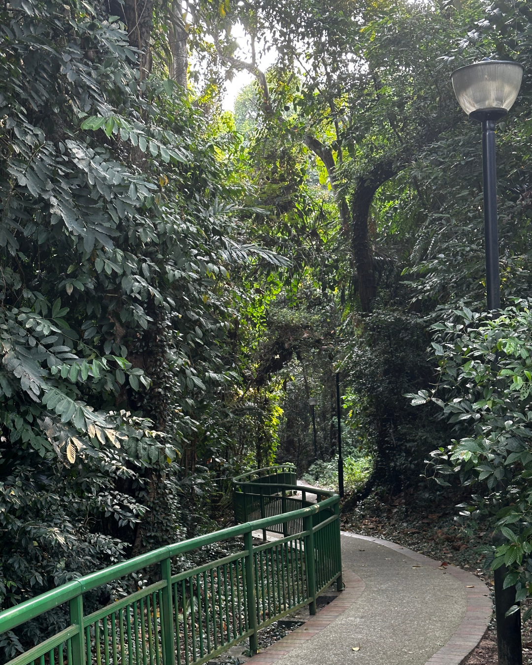 A green guide rail offering support all along to a path descending in an s shape through a sun lit green forest.