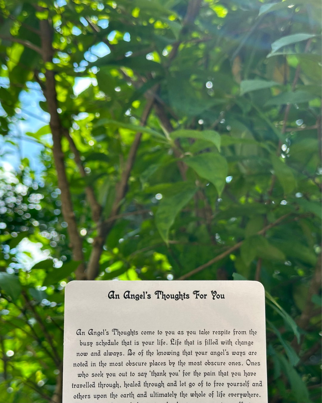 A card from Ask Yourself What To Do by Lana Knight shows the title  An Angel's Thoughts For You. And reads as 'An Angel's Thoughts come to you as you take respite from the busy schedule that is your life.' and continues. The card is placed against green leaves background.