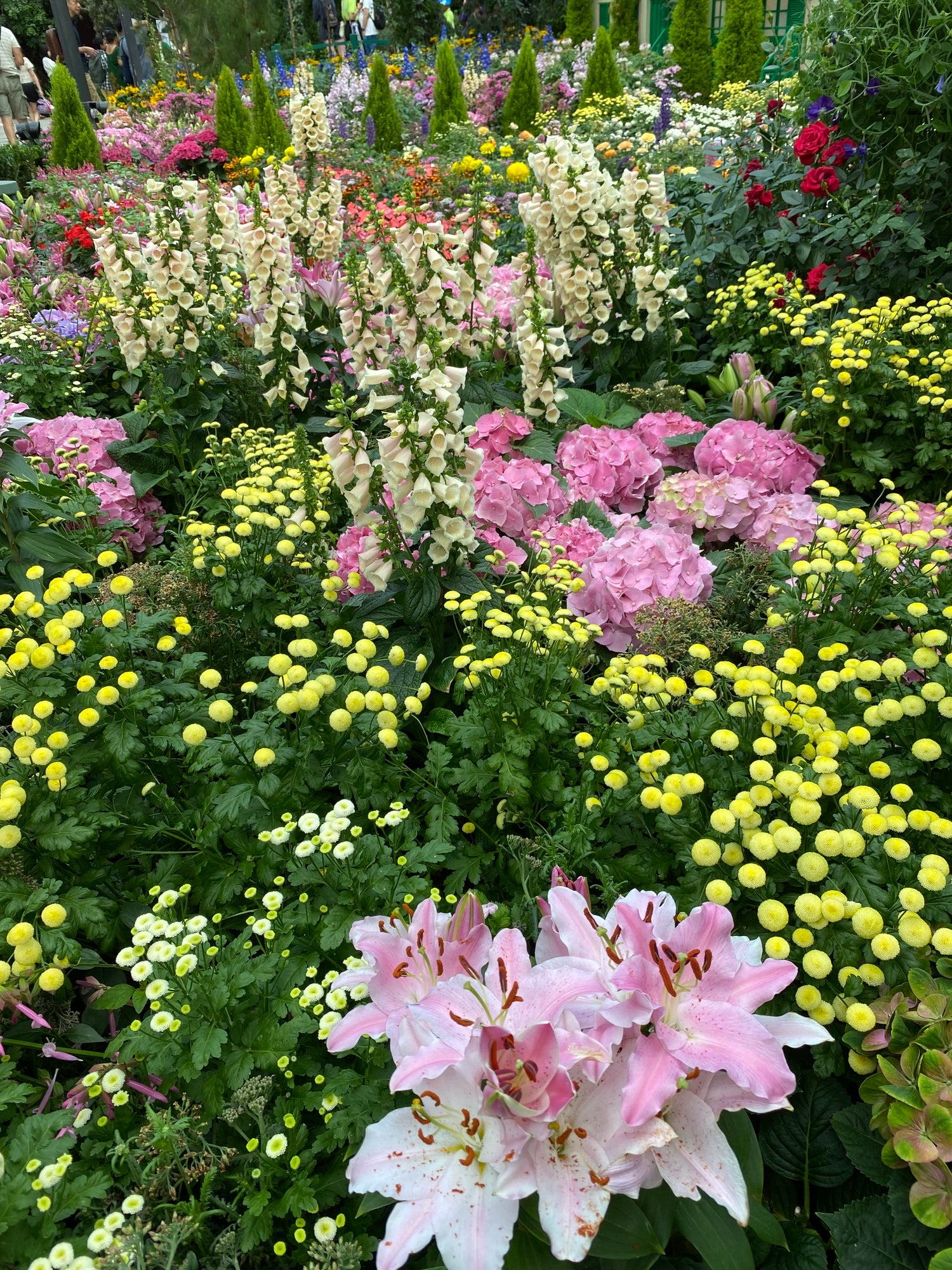 Pink lilies and yellow buttercups in full blook together with many other flowers and red roses